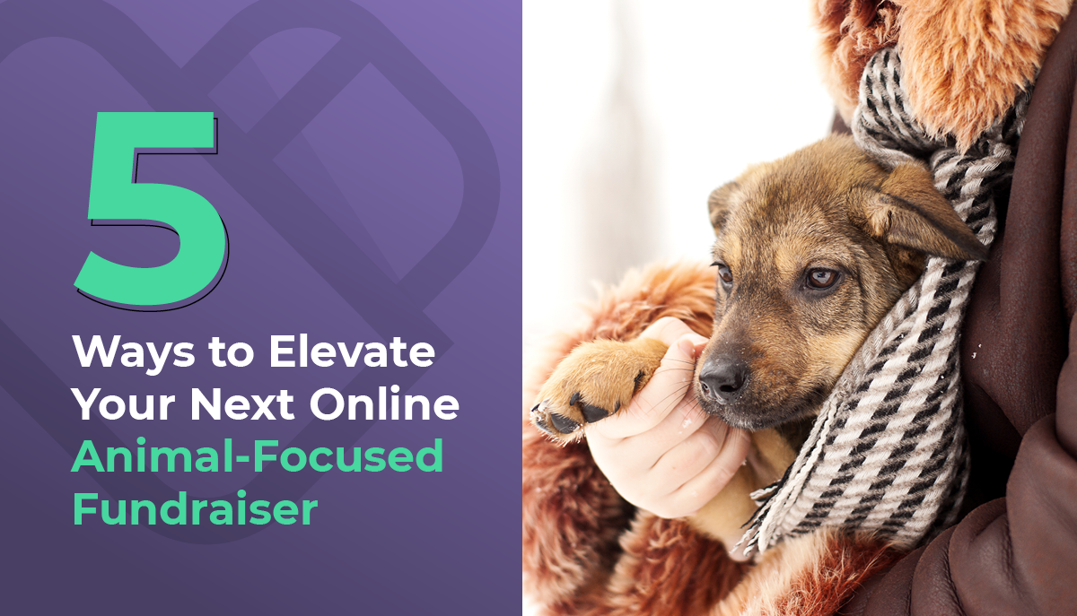 5 Ways to Elevate Your Next Online Animal-Focused Fundraiser